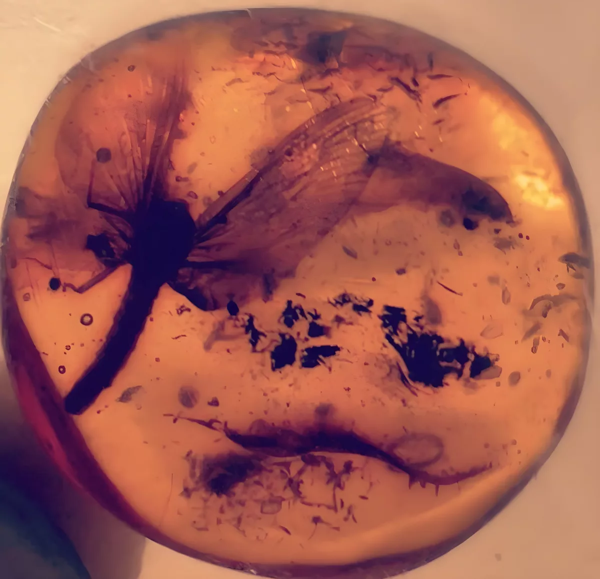 Bernstein-St&uuml;ck mit gut sichtbarer Insekten-Inkluse aus Marcel Querls privater Sammlung &mdash; eine 40 Millionen Jahre alte Mücke eingeschlossen in baltischem Sukzinit.